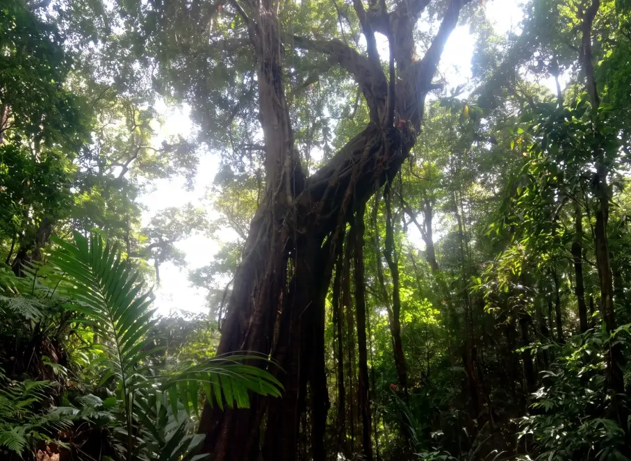 what to bring for Tamblingan jungle trekking