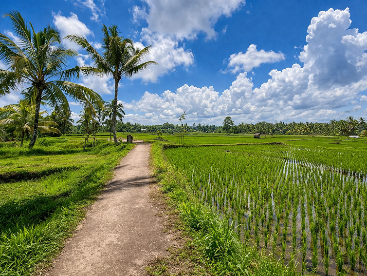 Tamblingan Jungle Trekking vs Ubud Trekking