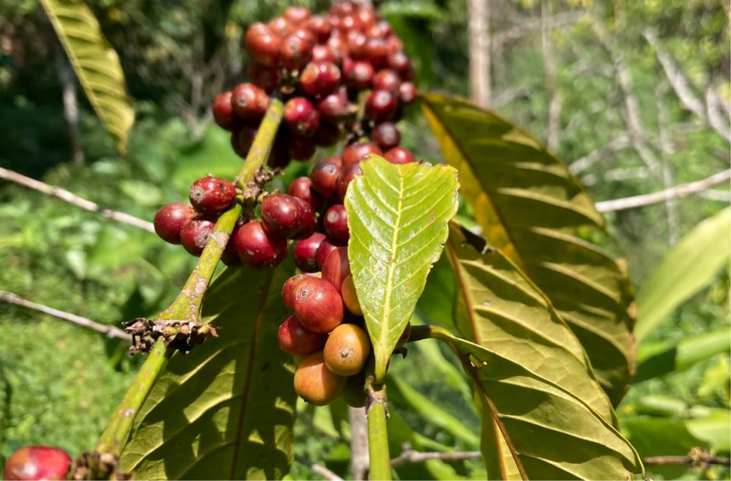 Coffee-plantation-bali-jungle-trekking