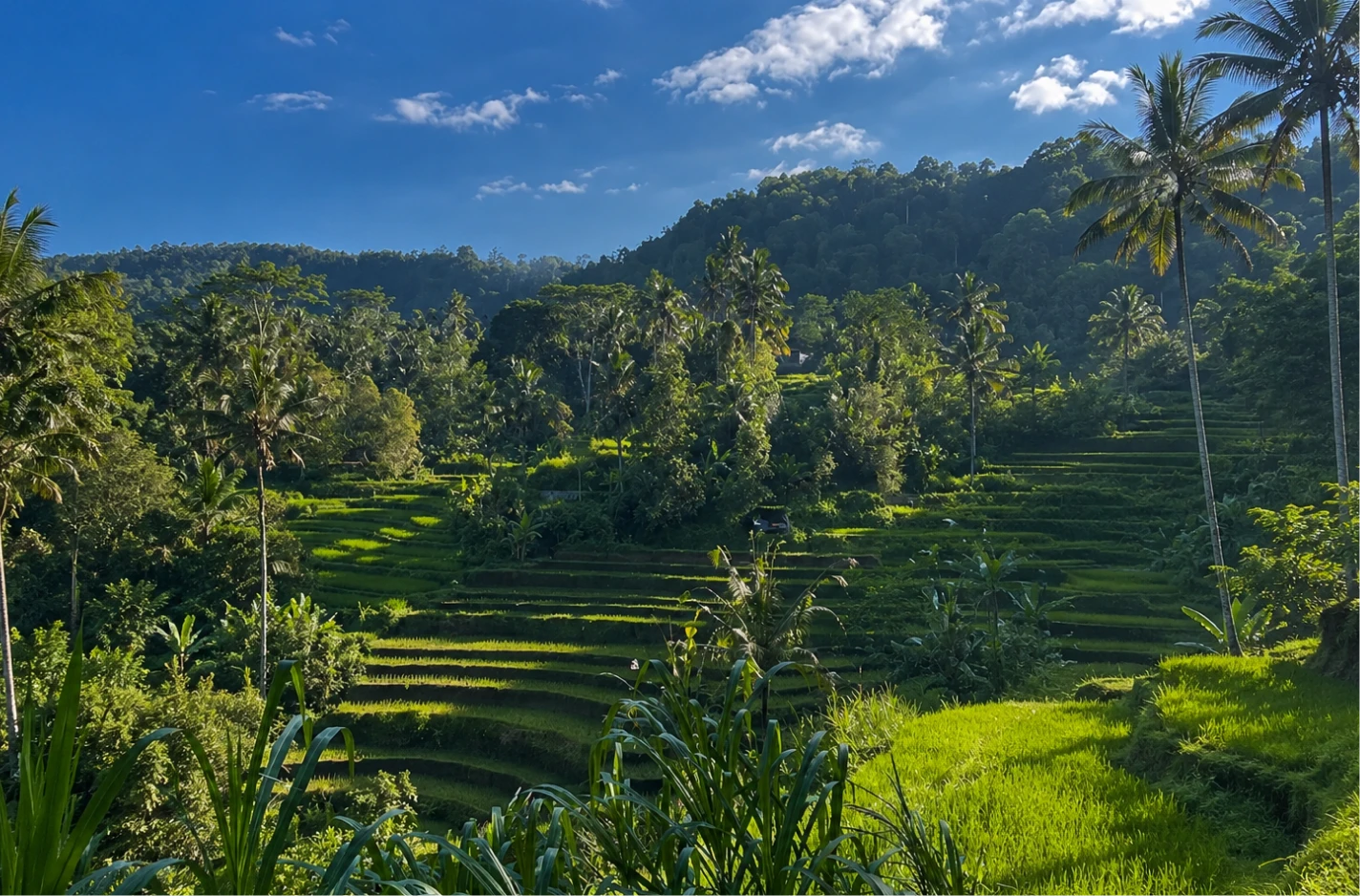 sidemen-trekking-ricefiled