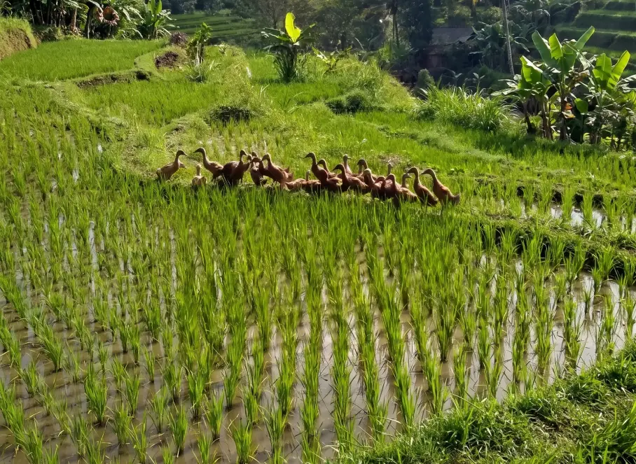 sidemen-rice-field-duck