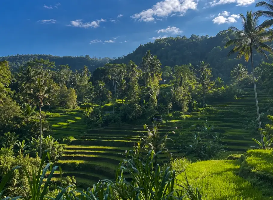Sidemen Rice Filed Trekking